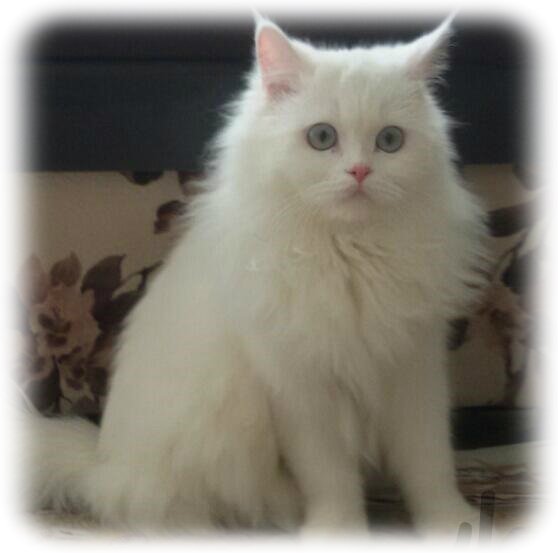 persian cat online purchase